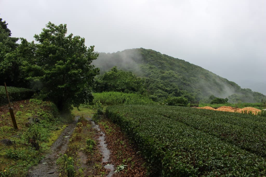 Field notes from tea country