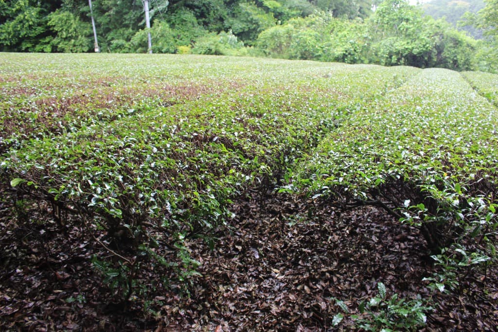 Field notes from tea country